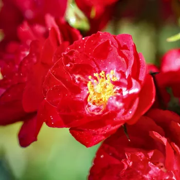 Rosa Alberich - rdeča - vrtnica poliante za cvetlično gredo