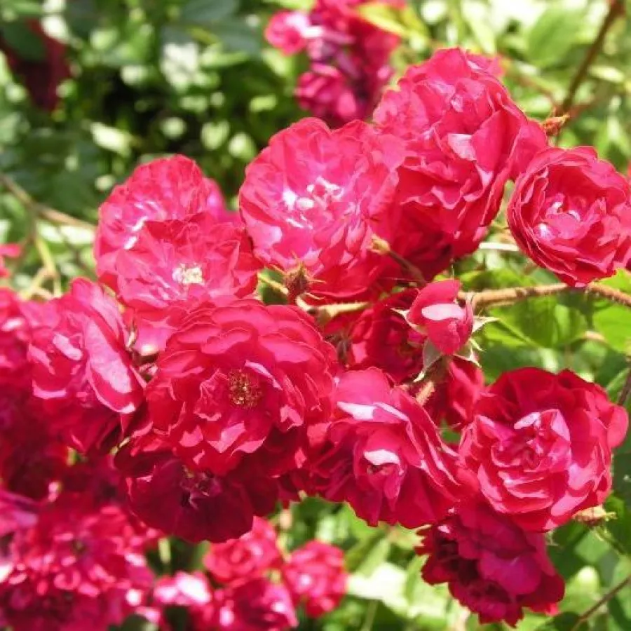 MNOGOCVETNE (GREDNE) VRTNICE - Roza - Alberich - vrtnice - proizvodnja in spletna prodaja sadik