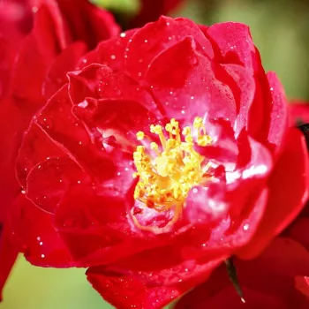 Rosen Online Gärtnerei - beetrose polyantha - Alberich - dunkelrot - rose ohne duft - (30-50 cm)