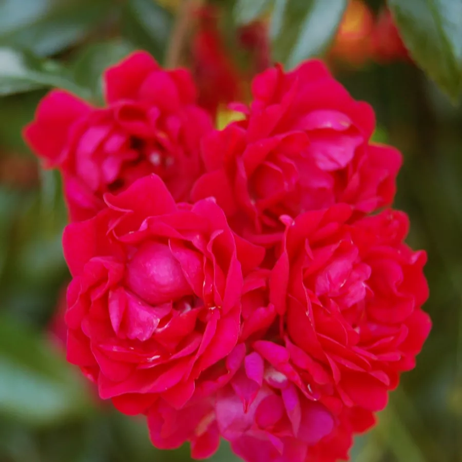 Dunkelrot - Rosen - Momo - rosen online kaufen