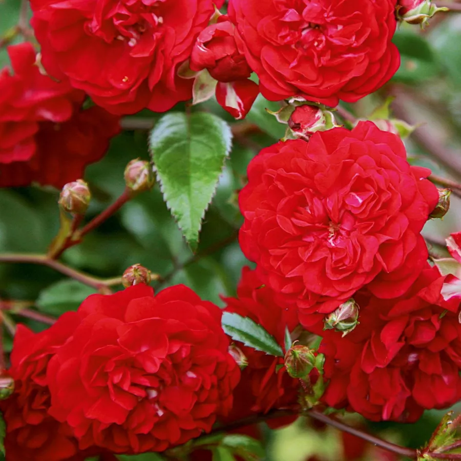 Climber, róża pnąca - Róża - Momo - sadzonki róż sklep internetowy - online