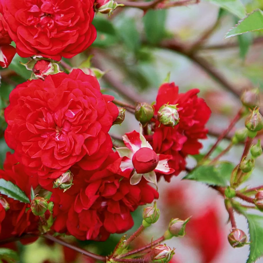Róża o dyskretnym zapachu - Róża - Momo - róże sklep internetowy