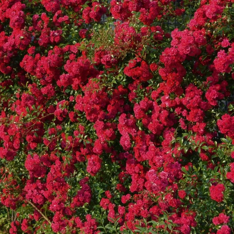 Tömvetelt virágú - Rózsa - Momo - online rózsa vásárlás