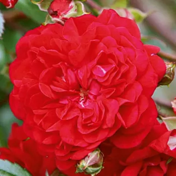 Online rózsa kertészet - vörös - climber, futó rózsa - diszkrét illatú rózsa - grapefruit aromájú - Momo - (200-250 cm)