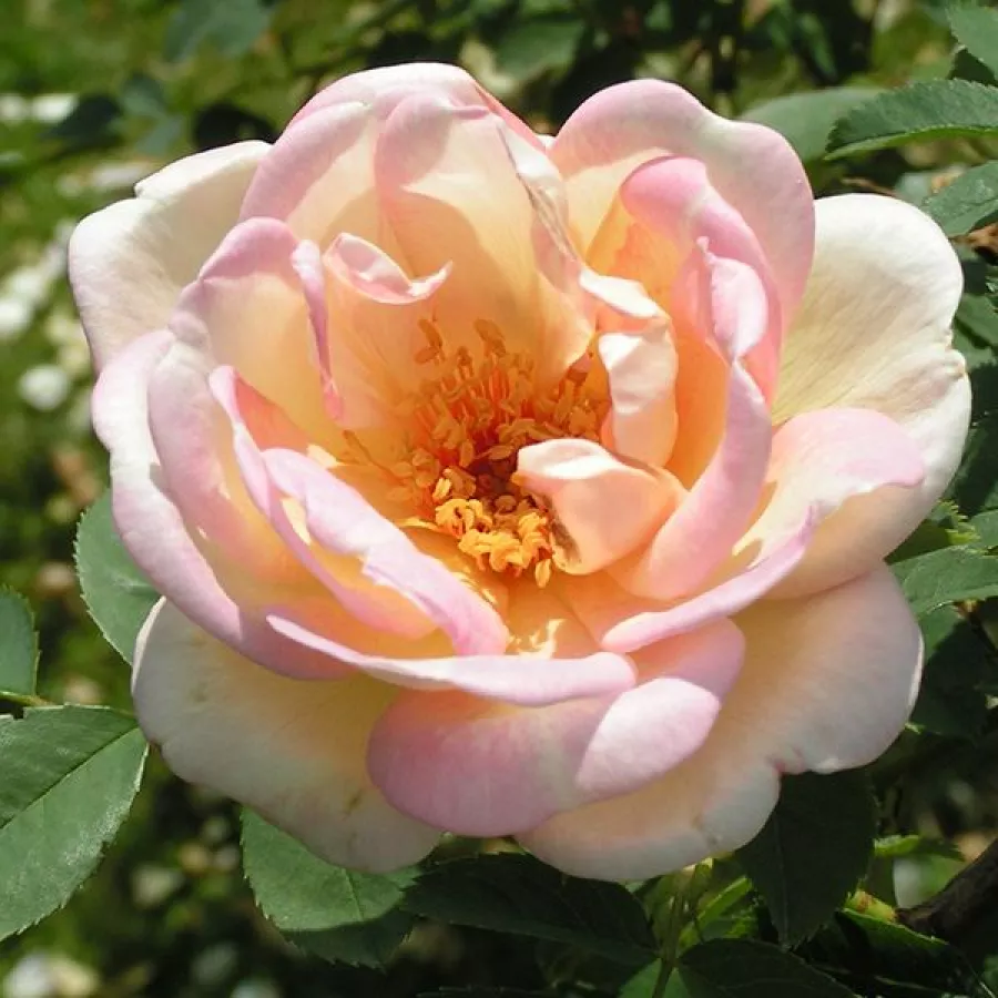 Amarillo - Rosa - Frühlingsduft - comprar rosales online