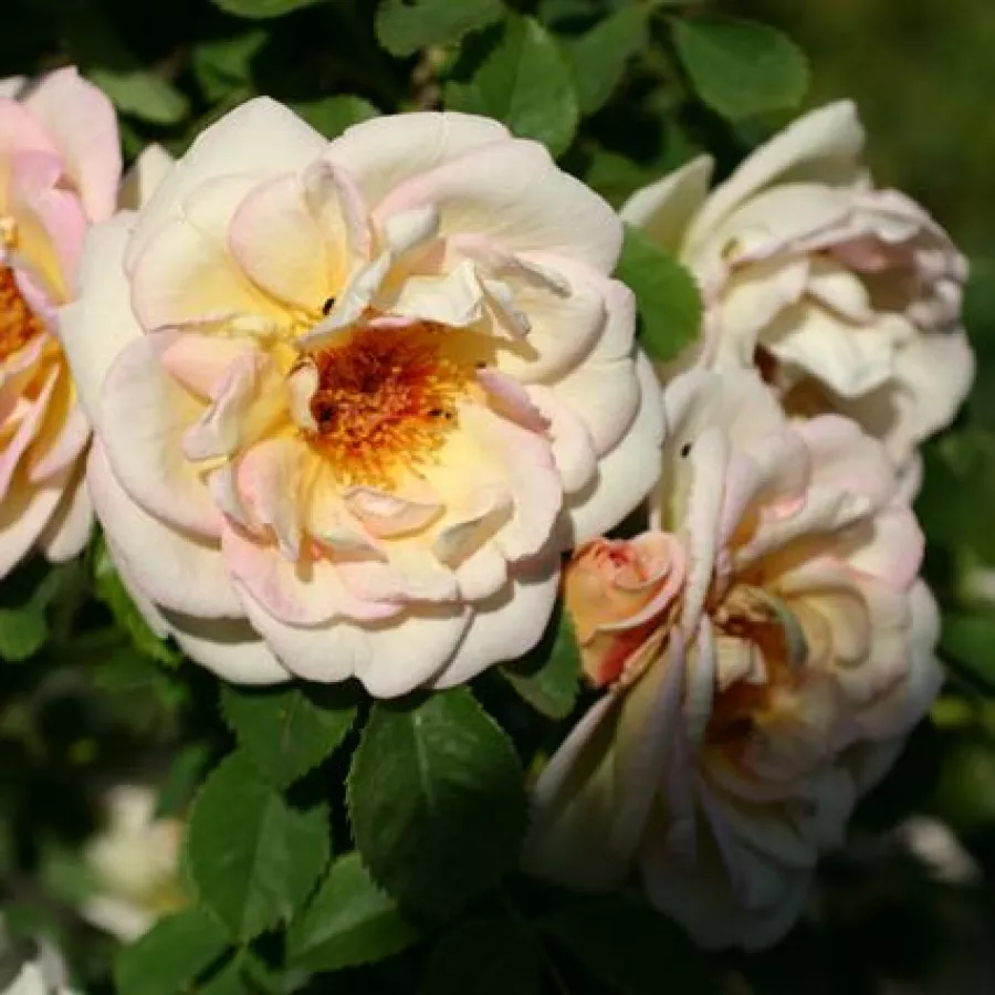 Divlja ruža - Ruža - Frühlingsduft - sadnice ruža - proizvodnja i prodaja sadnica