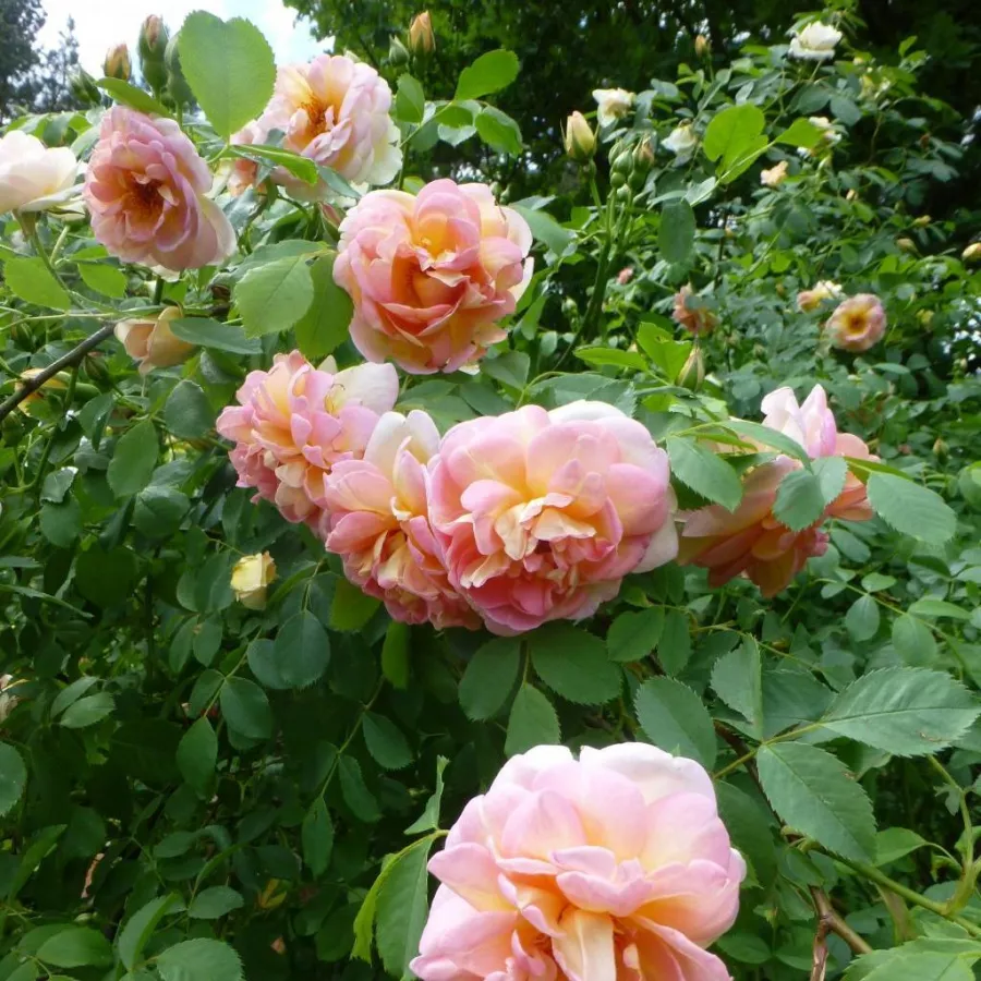 Ploščata - Roza - Frühlingsduft - vrtnice online
