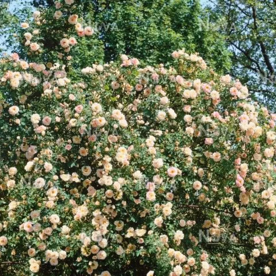 šopast - Roza - Frühlingsduft - vrtnice online