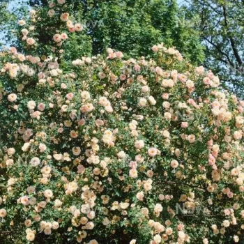Sárga - vadrózsa - intenzív illatú rózsa - ibolya aromájú