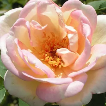 Online rózsa vásárlás - sárga - vadrózsa - intenzív illatú rózsa - ibolya aromájú - Frühlingsduft - (250-395 cm)