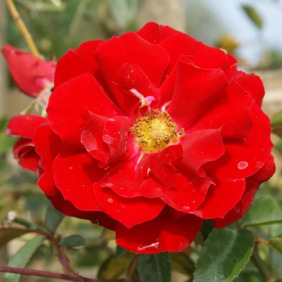 Jarko crvena - Ruža - Red Ribbons - naručivanje i isporuka ruža