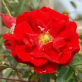 Rdeča - prekrovna vrtnica - vrtnica brez vonja - Rosa Red Ribbons - vrtnice - proizvodnja in spletna prodaja sadik