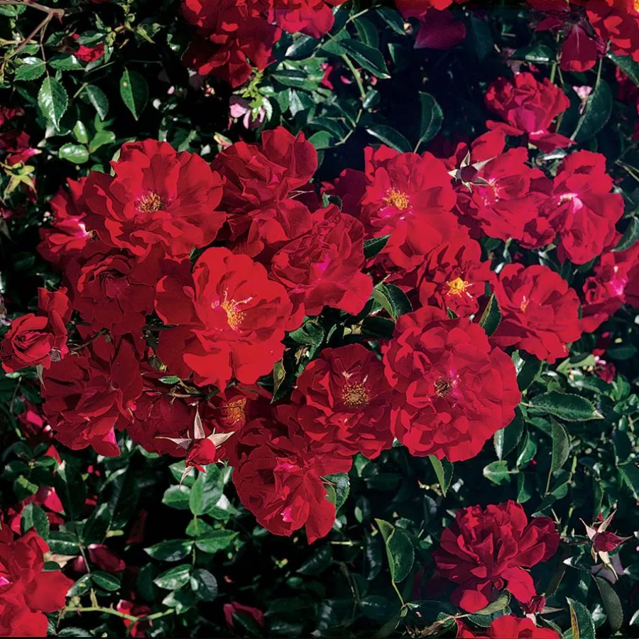 Prekrovna vrtnica - Roza - Red Ribbons - vrtnice - proizvodnja in spletna prodaja sadik