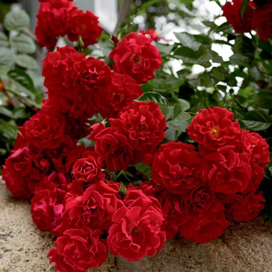 Ploščata - Roza - Red Ribbons - vrtnice online