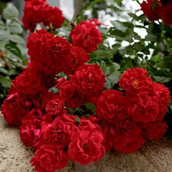 Rosa Red Ribbons - jarko crvena - ruža pokrivačica tla