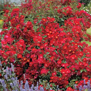 Rdeča - prekrovna vrtnica   (60-75 cm)