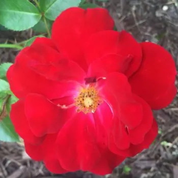 Online narudžba ruža - jarko crvena - ruža pokrivačica tla - bezmirisna ruža - Red Ribbons - (60-75 cm)
