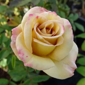 STEPHEN RULO – rózsaszín-bézs virágágyi grandiflora rózsa - Chaney