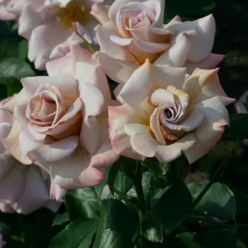 Hamvas mályvarózsaszín szirmok bézses, capuccinó árnyalatú középpel. - virágágyi grandiflora rózsa - az illaterősségre nincs megbízható adat - illatjellemzés nem áll rendelkezésre