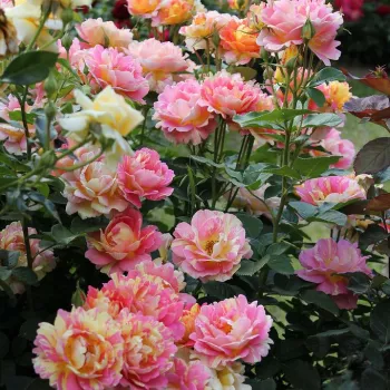 Die Blütenblätter sind auf rosafarbenem Grund mit buttergelben Streifen gefleckt. Das Verhältnis der beiden Farbtöne variiert von Blüte zu Blüte. - beetrose floribunda - mittelstarke, gut wahrnehmbare duftende rose - frisch, zitrusartig, beerenartig