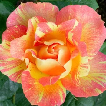 Online rosenkauf - rosa-gelb - mittelstarke, gut wahrnehmbare duftende rose - Delarle - beetrose floribunda - (100-150 cm)