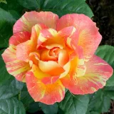 Grandiflora - floribunda ruža za gredice - umjereno mirisna ruža - aroma breskve - sadnice ruža - proizvodnja i prodaja sadnica - Rosa Rose des Cisterciens - ružičasto - žuta