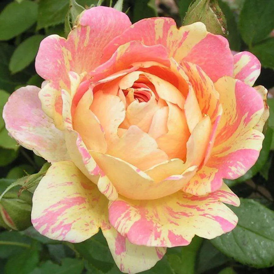 Zmerno intenziven vonj vrtnice - Roza - Rose des Cisterciens - vrtnice - proizvodnja in spletna prodaja sadik
