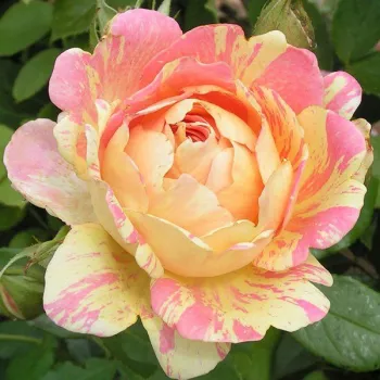 Rosa Rose des Cisterciens - różowo-żółty - róża rabatowa grandiflora - floribunda