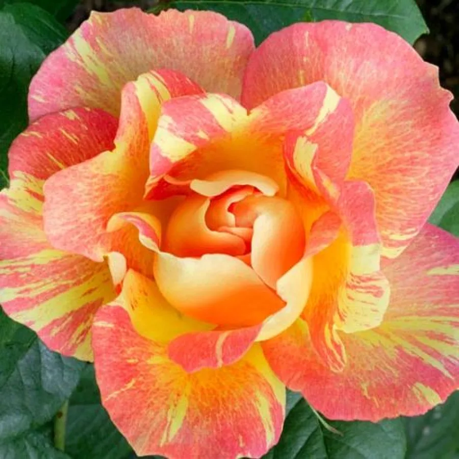 DELarle - Róża - Rose des Cisterciens - róże sklep internetowy