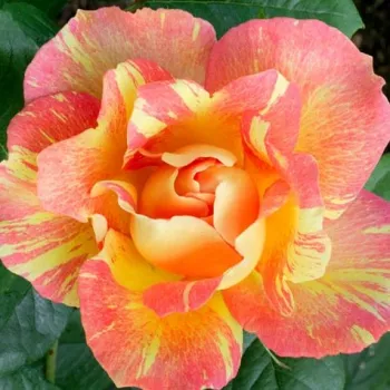 Kupnja ruža online - grandiflora - floribunda ruža za gredice - umjereno mirisna ruža - aroma breskve - Rose des Cisterciens - ružičasto - žuta - (100-120 cm)