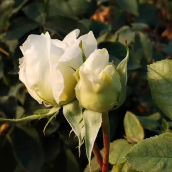 DALDIRECTOR – crème-roze nostalgische roos - Dalla Libera
