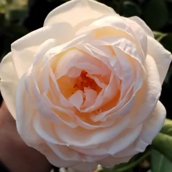 Online rozen kopen - crème-roze - middelsterke, goed waarneembare geurige roos - Daldirector - nostalgische roos - (80-105 cm)