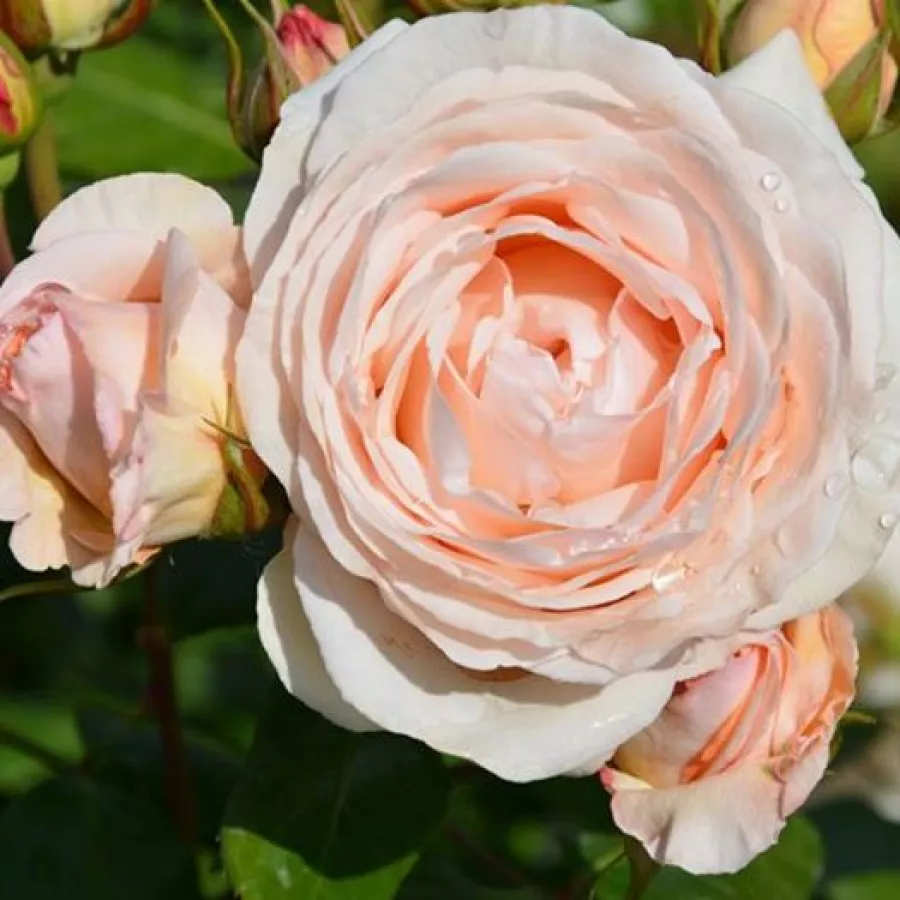 Umiarkowanie pachnąca róża - Róża - Daldirector - sadzonki róż sklep internetowy - online