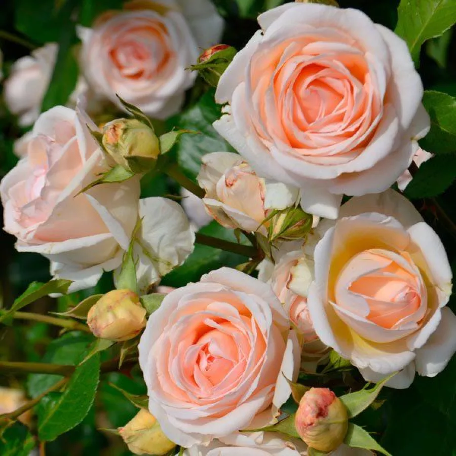 Nostalgična vrtnica - Roza - Daldirector - vrtnice online