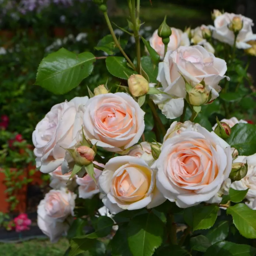 Rozetkowy - Róża - Daldirector - sadzonki róż sklep internetowy - online
