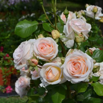 Rosa Rosenkavalier Kleiber - rózsaszín - nosztalgia rózsa