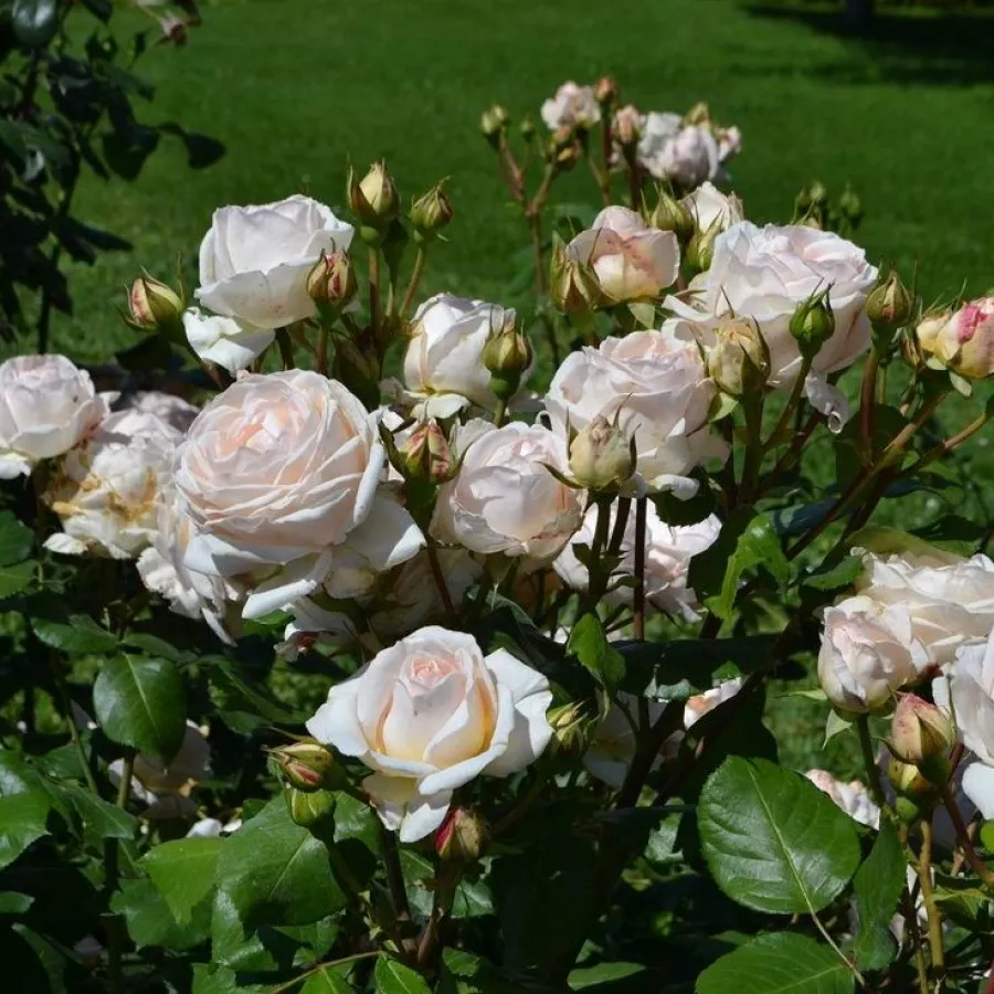 Bukietowe - Róża - Daldirector - sadzonki róż sklep internetowy - online