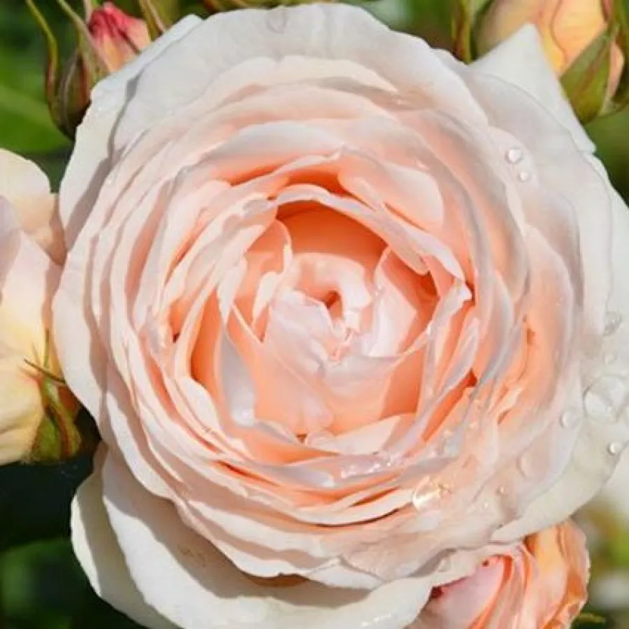 Rozettás - Rózsa - Daldirector - online rózsa vásárlás