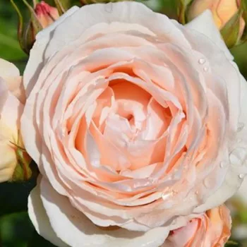 Rózsa kertészet -  - rózsaszín - nosztalgia rózsa - közepesen intenzív illatú rózsa - Rosenkavalier Kleiber - (60-90 cm)