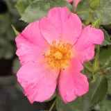Rózsaszín - virágágyi polianta rózsa - Online rózsa vásárlás - Rosa Barbie™ - diszkrét illatú rózsa - orgona aromájú