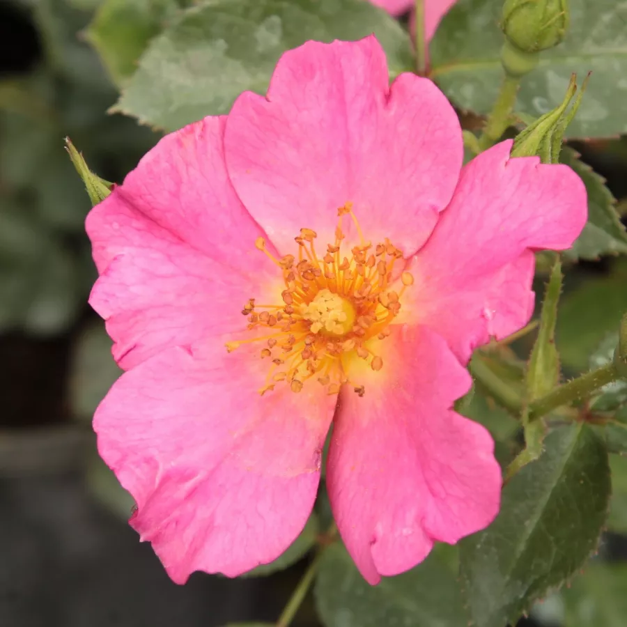 Virágágyi polianta rózsa - Rózsa - Barbie™ - Online rózsa rendelés