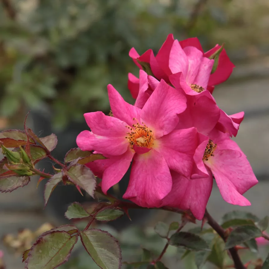 Rosa de fragancia discreta - Rosa - Barbie™ - Comprar rosales online