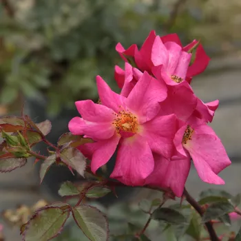 Rosa Barbie™ - roz - trandafiri pomisor - Trandafir copac cu trunchi înalt – cu flori mărunți