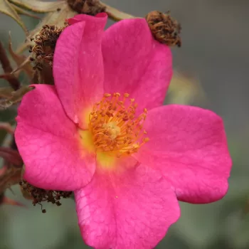 Online rózsa vásárlás - rózsaszín - diszkrét illatú rózsa - orgona aromájú - Barbie™ - virágágyi polianta rózsa - (30-40 cm)