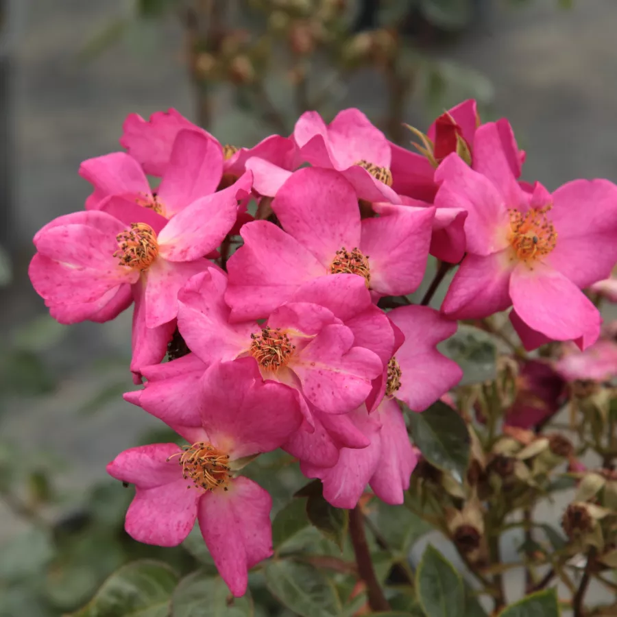 Virágágyi polianta rózsa - Rózsa - Barbie™ - kertészeti webáruház