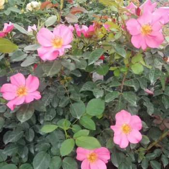 Világos rózsaszín - virágágyi polianta rózsa - diszkrét illatú rózsa - orgona aromájú