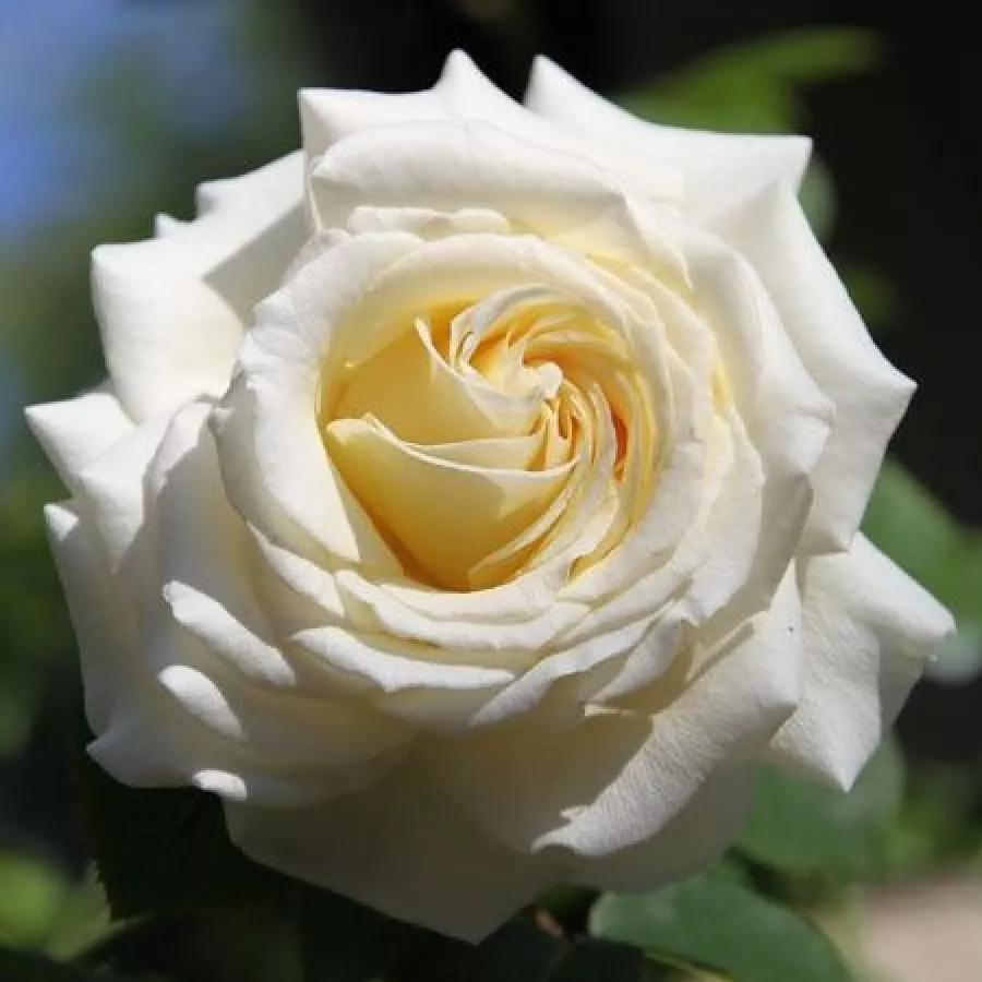 Nostalgična vrtnica - Roza - Gertrud Fehrle - vrtnice - proizvodnja in spletna prodaja sadik