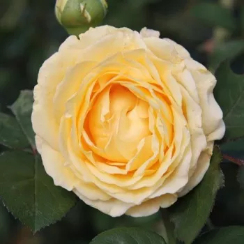 Rosa Gertrud Fehrle - gelb - nostalgische rose