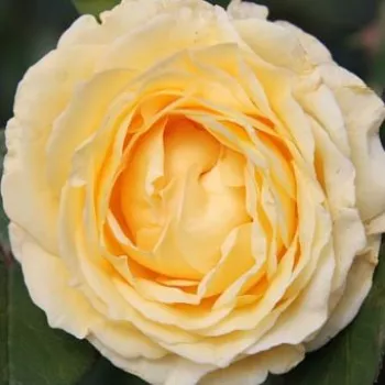 Rosen Online Gärtnerei - nostalgische rose - rose mit intensivem duft - apfelaroma - Gertrud Fehrle - gelb - (150-200 cm)