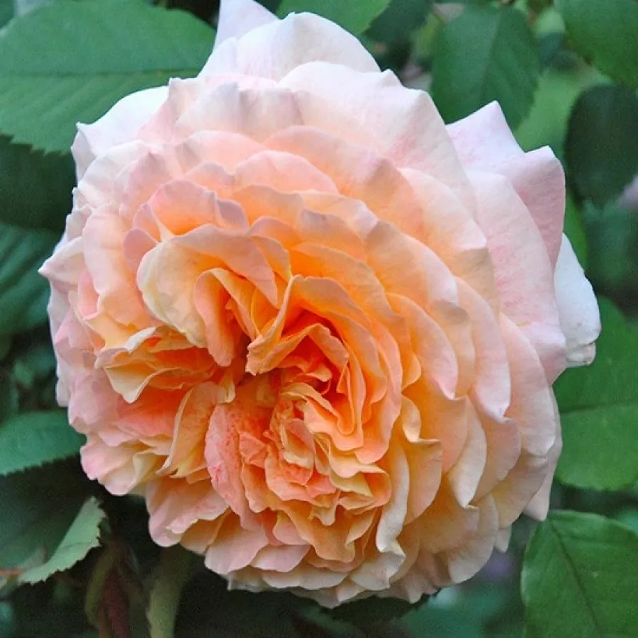 Rosales nostalgicos - Rosa - Jef l'Artiste - Comprar rosales online